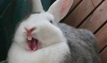 2011属兔是什么命