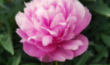 这3个生肖男桃花不间断，身边不缺异性，嫁给他们要注意