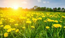 婚后对丈夫，对家庭最忠诚的四大生肖女，遇到就是福气