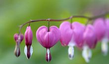 最会过日子的3个生肖女，不败家不花心，是你吗？