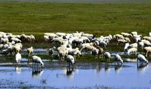 2020年属羊桃花运如何 三月桃花运多