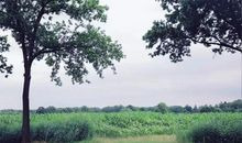 喜欢娶年齿大的男人为夫的生肖女