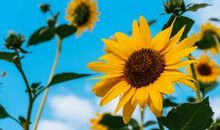 最能吃苦耐劳的3大生肖，吃得苦中苦，方为人上人