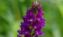 中年以后财运逃不掉，贵气满满，苦尽甘来的生肖，赚钱赚到手软