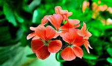 未来三十天财运高涨，吉星庇佑，添丁添财，双喜临门的3大生肖。