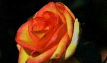 未来1年被幸福缠绕，福气相伴，财源翻番，横财轻松赚百万的生肖