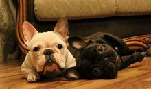 脾气极端偏激一点鸡毛蒜皮的事都暴跳如雷的生肖女