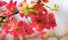 接下来3个月，4属相运势逐步好转，生活多姿多彩，收获丰盈