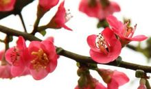 未来3个月开启财路的属相，事业上升职加薪，生意上日进斗金