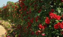 心理测试：你想去哪一个玫瑰园摘玫瑰？测出你最近会鸿运当头吗