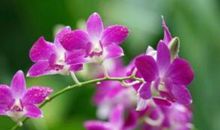 2020年事业做的成，钱也赚的多的生肖，再也不吃苦，金银满屋