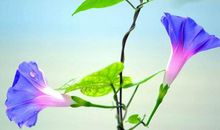 2020年注定富贵命的生肖，钱财大把赚，存款多的让人羡慕