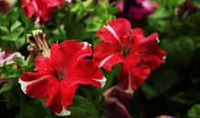 10月25号开始运势顺财运多的生肖，收获大笔钱财，生活彻底好转