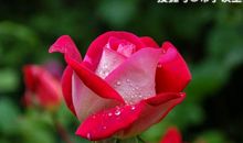 恭喜四生肖财源滚滚来，11月2号开始鸿喜吉星加身，有一笔不菲的收入!