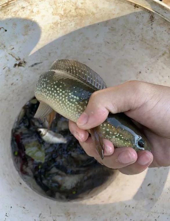 入侵物种?“蛇形鱼”现身江苏河道，许多人钓获，专家：这个鱼可以吃