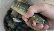 入侵物种?“蛇形鱼”现身江苏河道，许多人钓获，专家：这个鱼可以吃