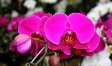 恭喜四生肖好运到霉运散，11月2号开始升职加薪有望，赚到盆满钵满!