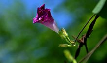 未来俩月吉星照耀，运势上上签，和钱最有缘的四属相