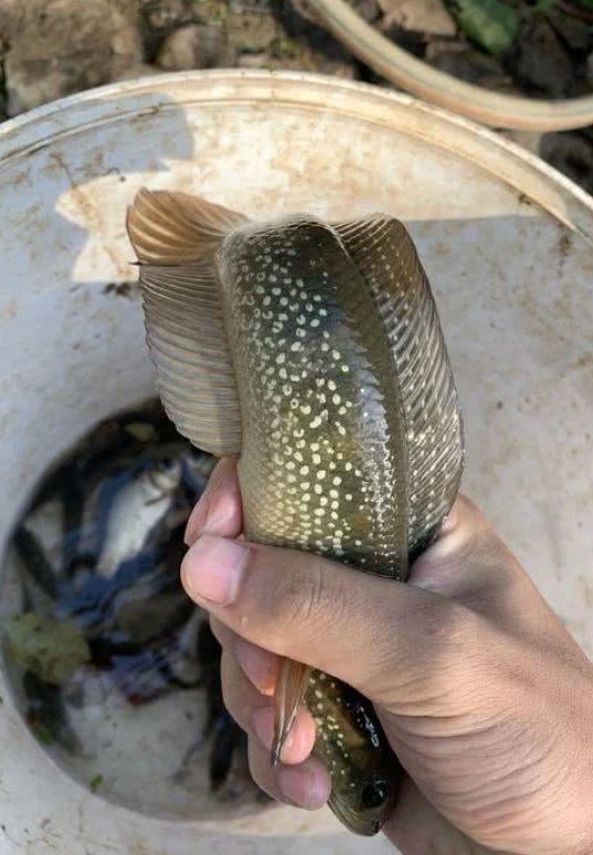 入侵物种?“蛇形鱼”现身江苏河道，许多人钓获，专家：这个鱼可以吃 2