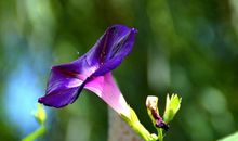 11月开始吉星照耀，届时运势爆棚，大有发福发财之兆的四属相