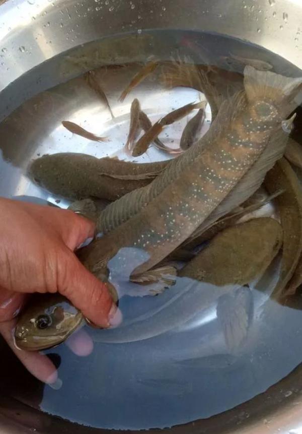 入侵物种?“蛇形鱼”现身江苏河道，许多人钓获，专家：这个鱼可以吃 3