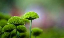 重情重义，婚后日子过得再苦，也愿意陪你东山再起的四大生肖女