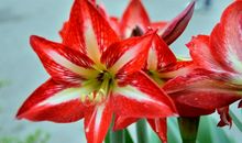 10月底运势将突飞猛进，将会出现源源不断喜事降临的四属相