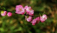 未来80天运势牛气冲天，升官发大财，生活顺遂惬意的生肖