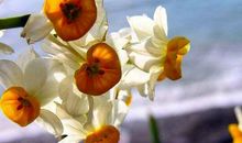 2020年十二星座幸运花是什么 白羊座是水仙花