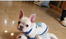 胆小如豆上厕所也需要有人陪伴的生肖女