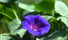 接下来五年能够财运当头，吉星高照，收入不断提高的四属相