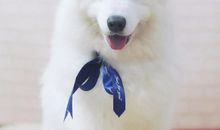 2021年鸿运当头，大红大紫的生肖