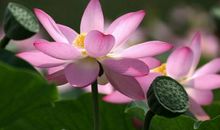 1，2，3号，发大财、中头奖，3属相开口笑，11月横财滚滚，12月金银满地