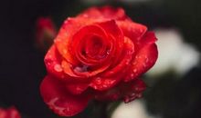 11月2号开始积累福报满满，四生肖赚钱的好机会不断来，把握财运机会!