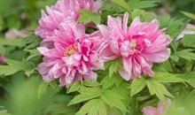 下周开始，特大好消息，3生肖，发横财、中头奖，金银滚滚来，天天开口笑