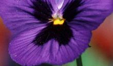 猪年好运势来到，聚财不小，横财接连不断，赚的家财不会少的生肖