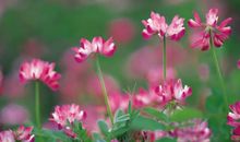 11月2号开始吉星高照，四生肖鸿运八方来，事业快人一步幸福美满!