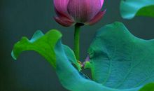 中年得富贵，老来不缺钱的生肖，四方聚财，要多有钱就多有钱