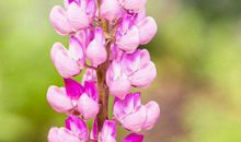 11月2号起时来运转，诸事顺利，平安多福，幸福生活来临的生肖