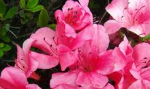 最近5天财大气粗，喜事多见，滚滚横财入家门，财喜两旺的生肖