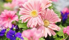 1986年的生肖何时好运(图文)