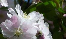 11月开始财源广进，一顺百顺，家入百万不是梦，幸福后半生的生肖