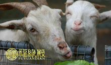 属羊的是啥命 属羊人下半年运势