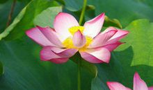 10月底前财运高人一等，财源广进，飞黄腾达，平安顺遂的3生肖