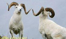 属羊人属相姻缘配对