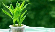 在房子风水中能够保证财运的布置