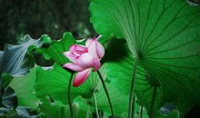 不出7天，财运数不尽，横财降临，翻身变大富豪的3属相