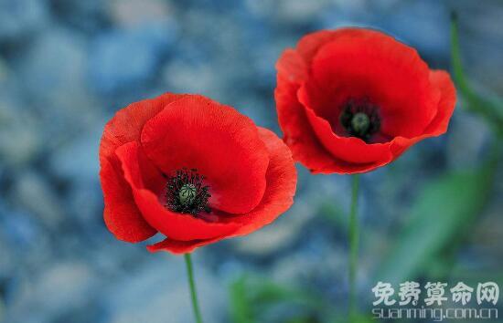 罂粟花的花语代表着死亡，在国外被人们称为英雄花