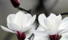 心地善良，为人正直的4大生肖，快来看看是不是你？