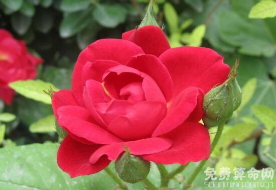 红玫瑰花语象征着我爱你，人们通常用红玫瑰来表达爱意